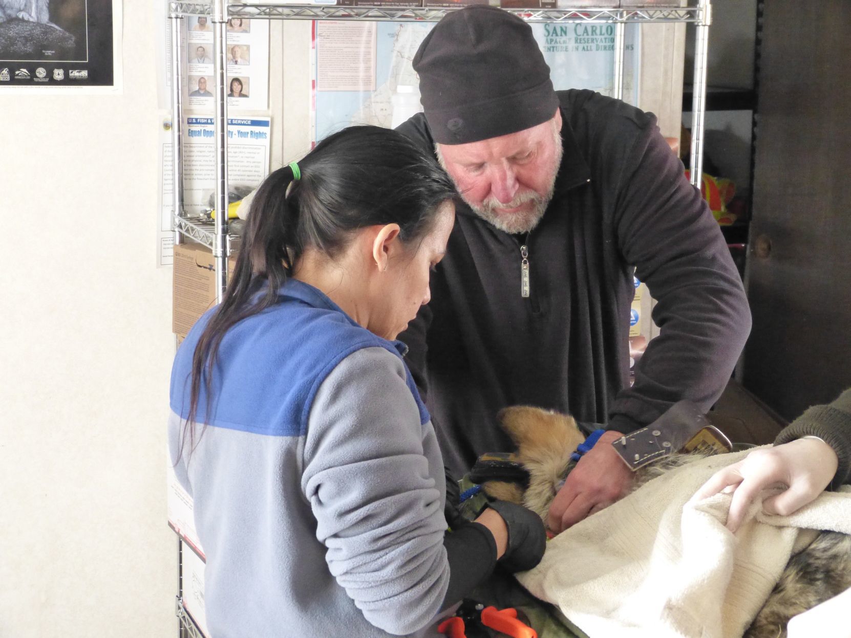 Dr. Ole Alcumbrac Mexican wolf processing